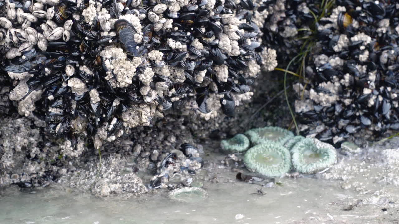 gotas de agua cayendo de rocas cubiertas de percebes en el océano en cámara lenta