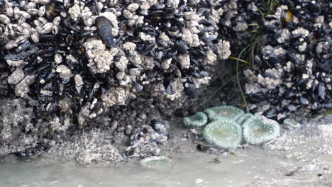 water drops falling off rocks covered in barnacles in the ocean in slow motion