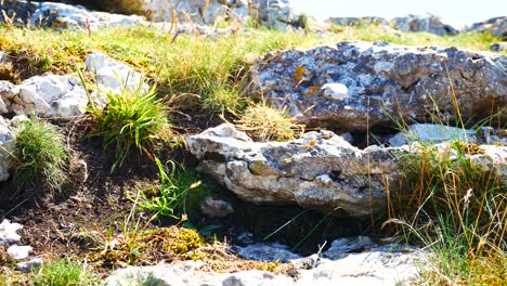 Hochlandfarbenes-Gras,-Das-Auf-Einem-Felsigen,-Zerklüfteten,-Sonnigen-Berghang-Weht