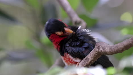 a charming red and white bellied bearded barbet grooming it's feathers, side view - slow motion