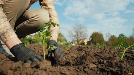 granjero plantando plántulas de tomate en el campo 3