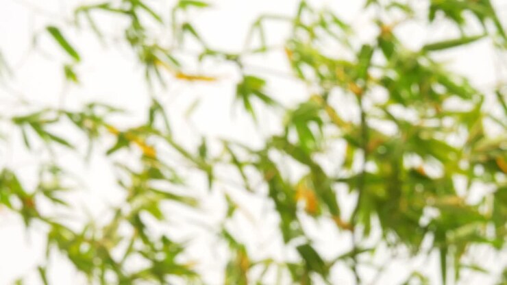 Blurry defocused of tropical green waving bamboo tree branch blowing in wind natural relax background concept with sunlight, abstract and bokeh