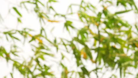 blurry defocused of tropical green waving bamboo tree branch blowing in wind natural relax background concept with sunlight, abstract and bokeh