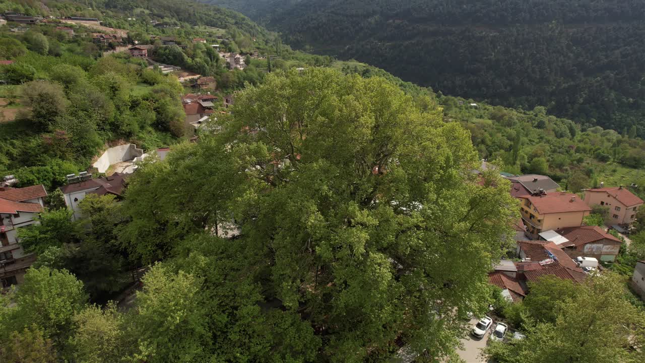 árbol de sicómoro del siglo aéreo