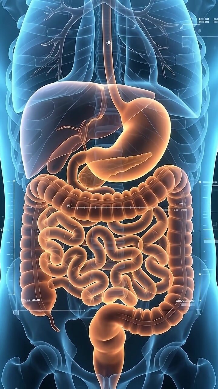 3D Medical Animation of Human Digestive System Anatomy