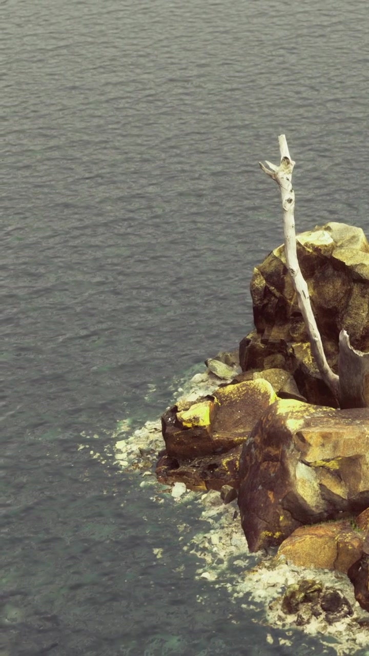 Steinete strand med forvitret tre og rolig vann ved kysten på dagtid
