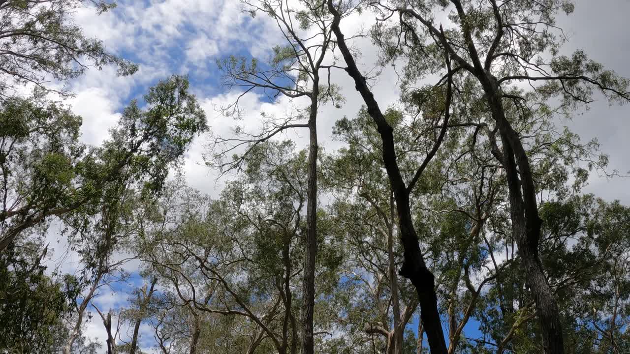 밀집 한 나무 가지 를 통해 하늘 을 시간적 으로 볼 수 있는 모습