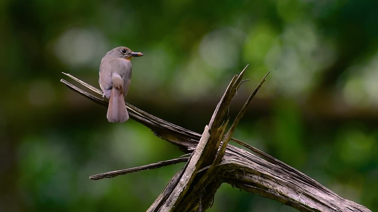 el papamoscas azul de la colina se encuentra en un hábitat de gran altura, tiene plumas azules y un pecho anaranjado para el macho, mientras que la hembra es de color marrón canela pálido y también con un pecho anaranjado en transición