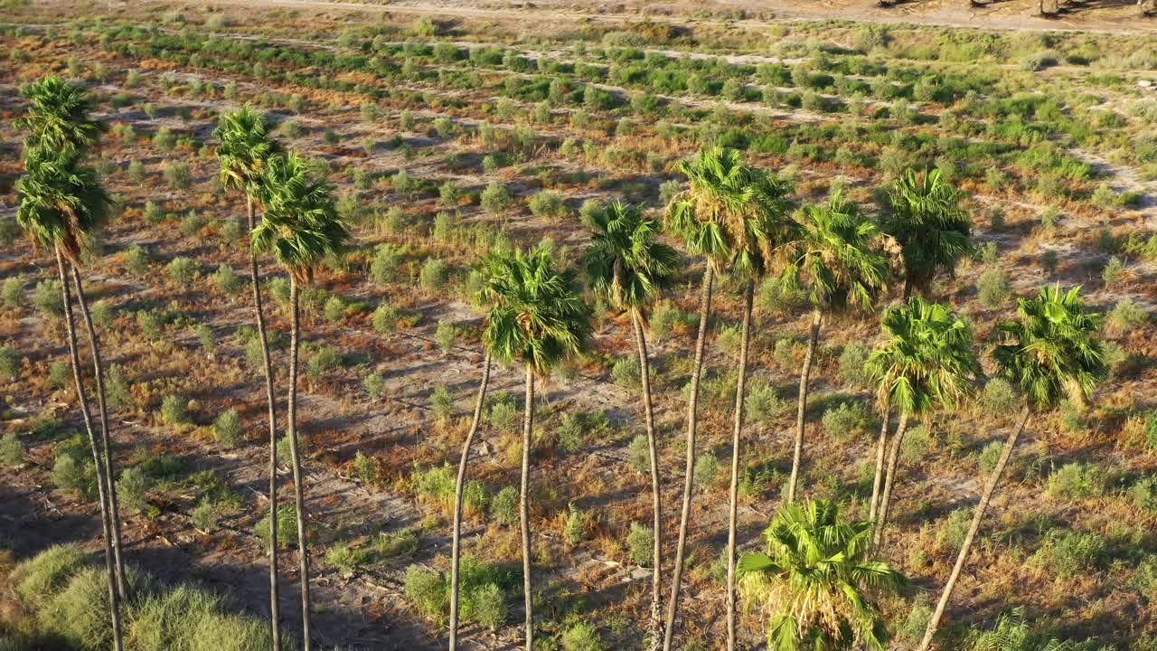 pequeñas palmeras crecen en una gran plantación a la luz del sol brillante con largas sombras de las palmeras altas y delgadas con las ramas verde-amarillas en el norte de israel