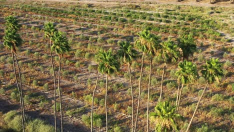 pequeñas palmeras crecen en una gran plantación a la luz del sol brillante con largas sombras de las palmeras altas y delgadas con las ramas verde-amarillas en el norte de israel