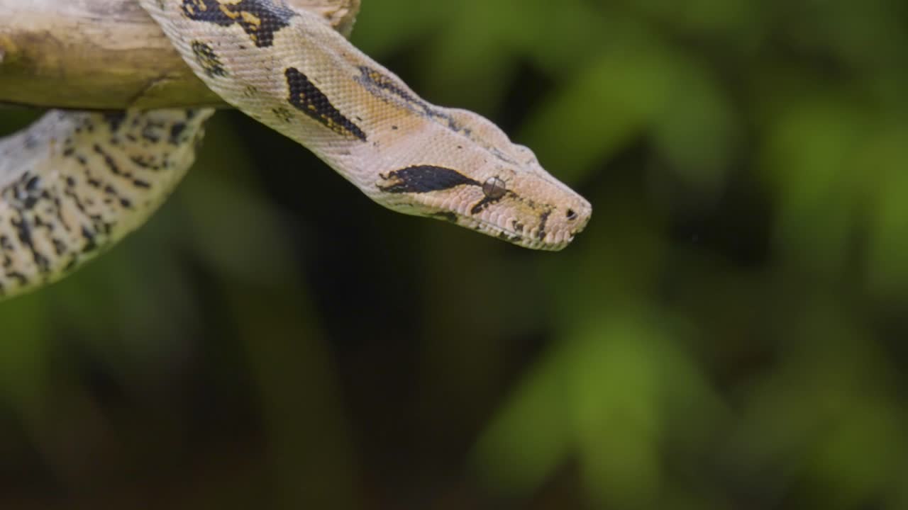 A boa constrictor wrapped tightly around a tree branch in its natural jungle habitat. Shot in daylight with shallow depth of field, showing detailed snake patterns and tropical environment