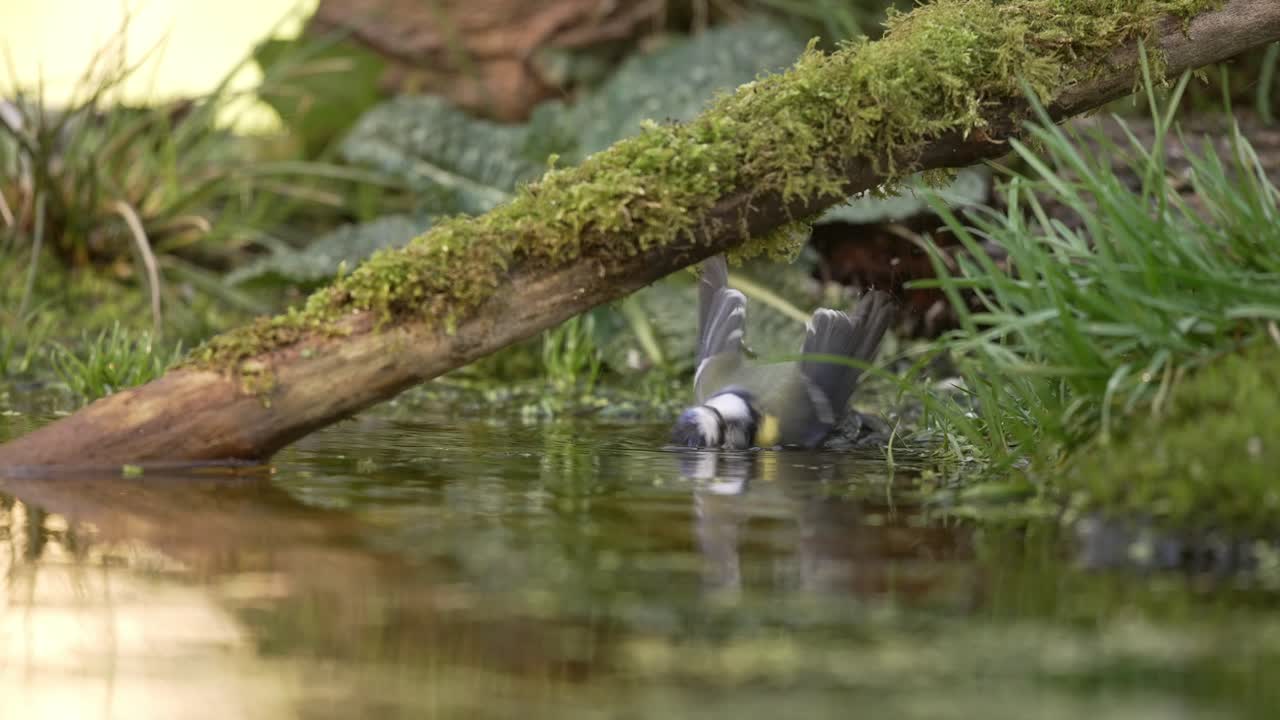 Fink bader seg på skogbunnen, liten vakker bekk, sterkt sollys, nærbilde i sakte film