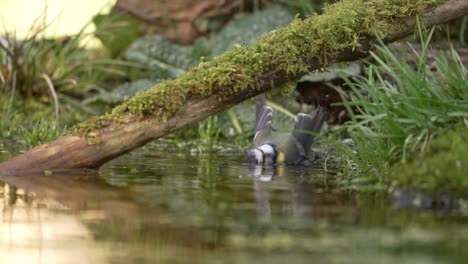 Finch-Bathing-Itself-on-the-Forest-Floor,-Small-Beautiful-Stream,-Bright-Sunlight,-Slow-Motion-Close-Up