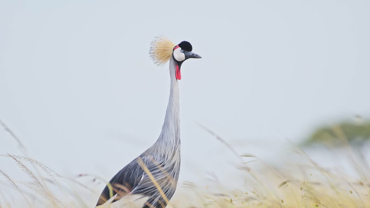 retrato en cámara lenta de una cabeza de grúa coronada mirando y observando el paisaje africano en la reserva nacional de masai mara, kenia, áfrica animales de safari en la reserva nacional de masai mara norte