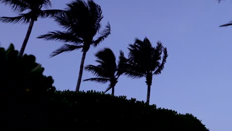 Eine-Seitlich-Gleitende-Silhouette-Von-Palmen,-Die-Im-Wind-Wehen