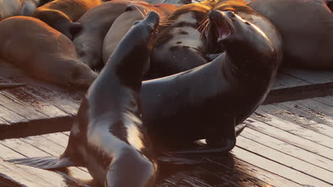 Sea-Lions-playing-on-the-docks-of-Pier-39-in-San-Francisco,-CA