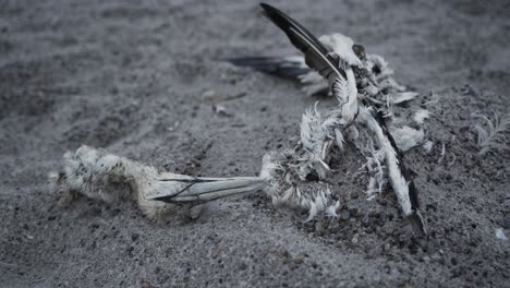 dead seagull skeleton and beak on sandy beach, close up