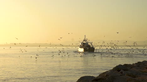 fishermans boat with seagulls follow at ilha do farol. algarve, portugal #visitportugal #visitalgarve
