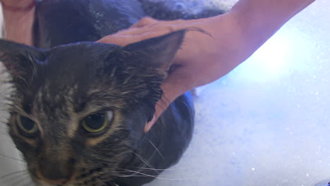 cat grooming session