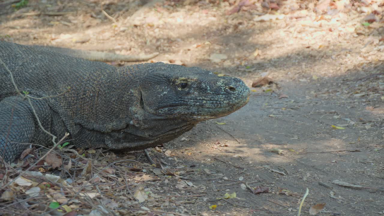 Porträt eines Komodowarans, der auf dem Boden ruht.