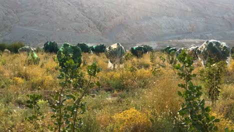 Green-fig-fruit-garden-tree-covered-by-white-plastic-net-to-avoid-agricultural-damage-by-birds-sunset-evening-early-morning-in-foothill-desert-climate-in-Iran-traditional-rainfed-irrigation-gardening