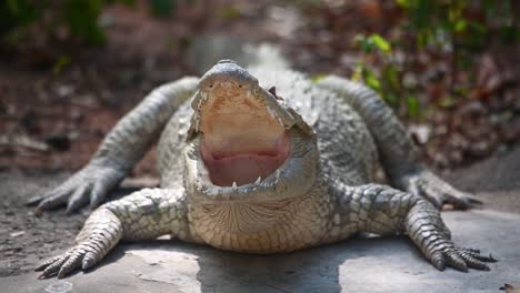 cocodrilo siamés, crocodylus siamensis, tailandia, material de archivo 4k