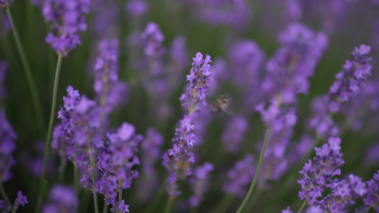 Vibrant purple flowers nestled in green grass, with a bee actively collecting nectar. Lavender, suggests the rich biodiversity and natural beauty of the Swiss Alps in bloom