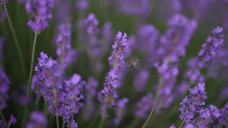 vibrant purple flowers nestled in green grass, with a bee actively collecting nectar. lavender, suggests the rich biodiversity and natural beauty of the swiss alps in bloom
