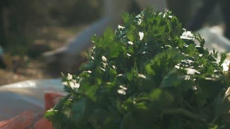 parsley close up outdoors blowing in the wind sunshine