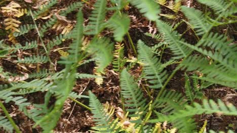 different types of fern leaves in color and shapes in the forest