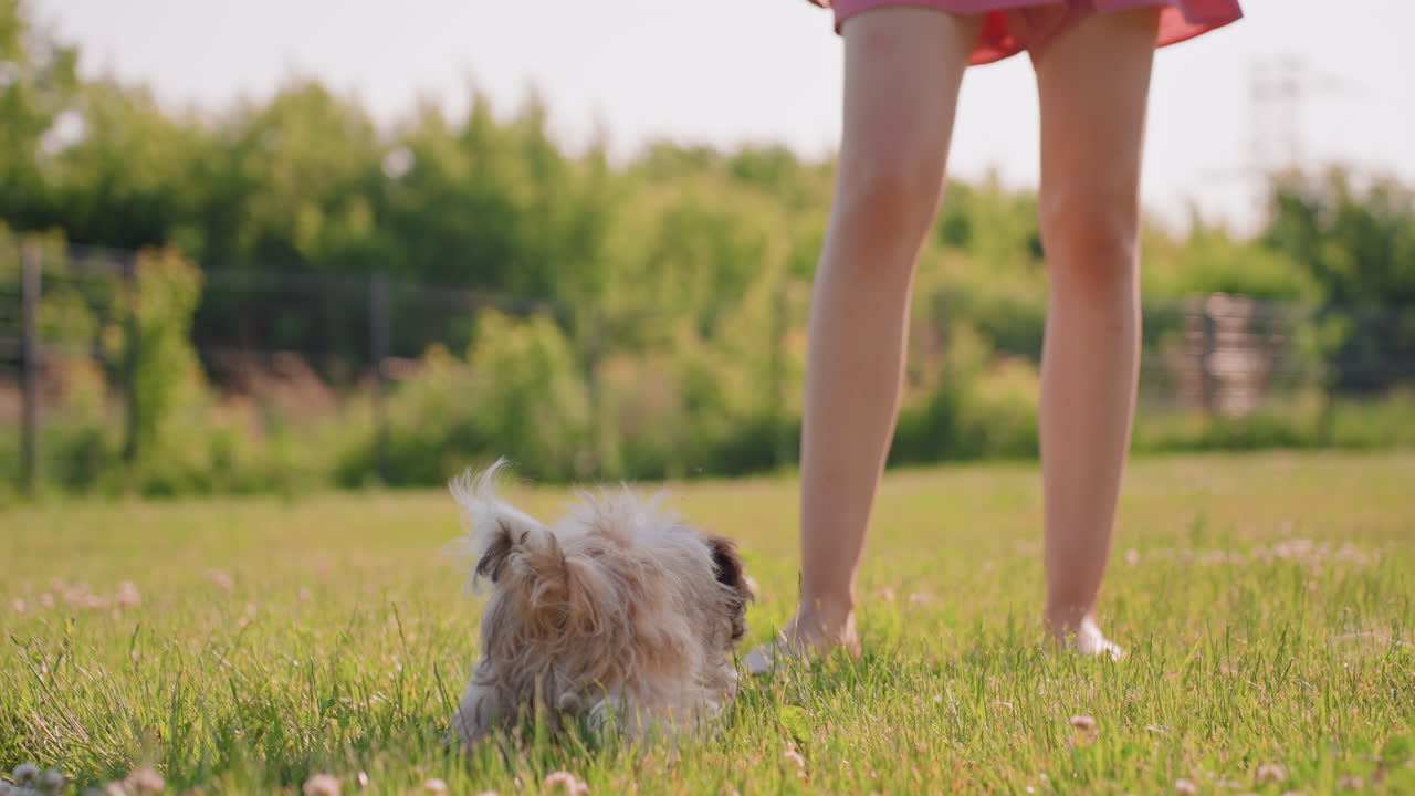 Dog Awaiting Reward, Puppy Gazes At Owner Himself, Cute Puppy Eyes Anticipates Playful Treat From Owner, Adorable Puppy Looks Up With Eager Anticipation At Person Holding Bright Green Toy