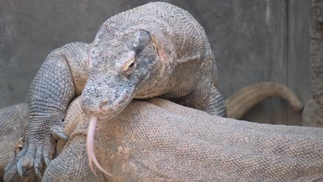 komodo dragons