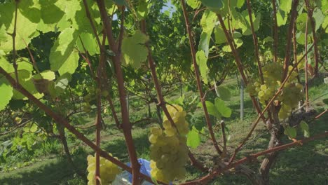 green grapes hanging on vines in a vineyard