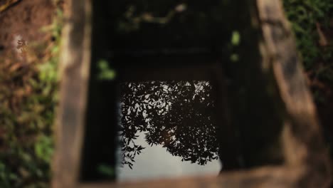 reflejo de la copa del árbol en agua de pozo en la granja