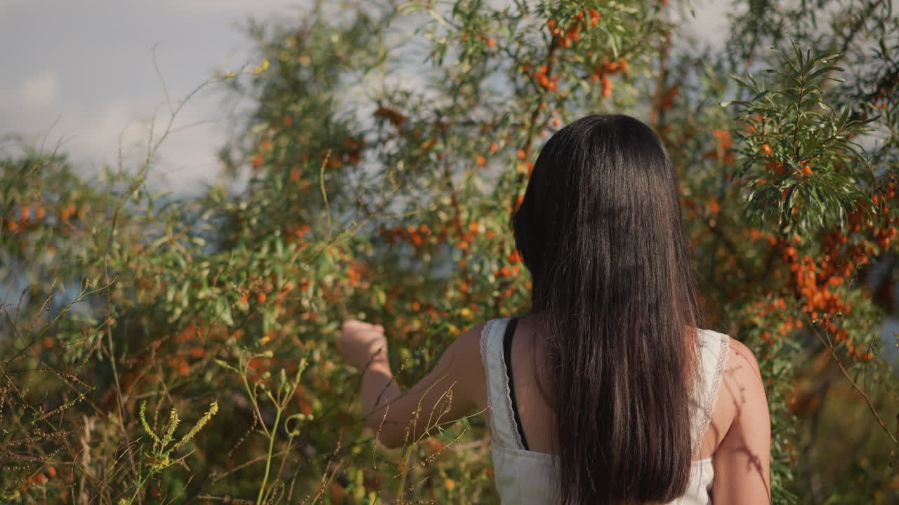 흰색 드레스를 입은 아시아 여성이 덤불에서 오렌지색 열매를 따고 있어요. 긴 검은 머리를 가진 뒷모습이며, 부드럽게 손을 뻗어 차분히 열매를 모으고 있어요. 늦은 오후의 따스함, 산자나무 가지, 평온하고 지속 가능한 모습입니다.