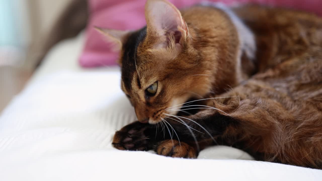 Un gato somalí descansando en una cama