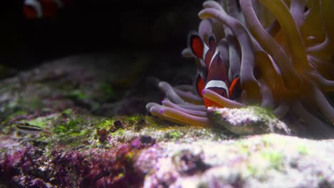 un pequeño pez globo en los corales de cerca