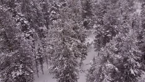 Tomas-De-Drones-De-Fuertes-Nevadas-En-Un-Bosque-De-Pinos.