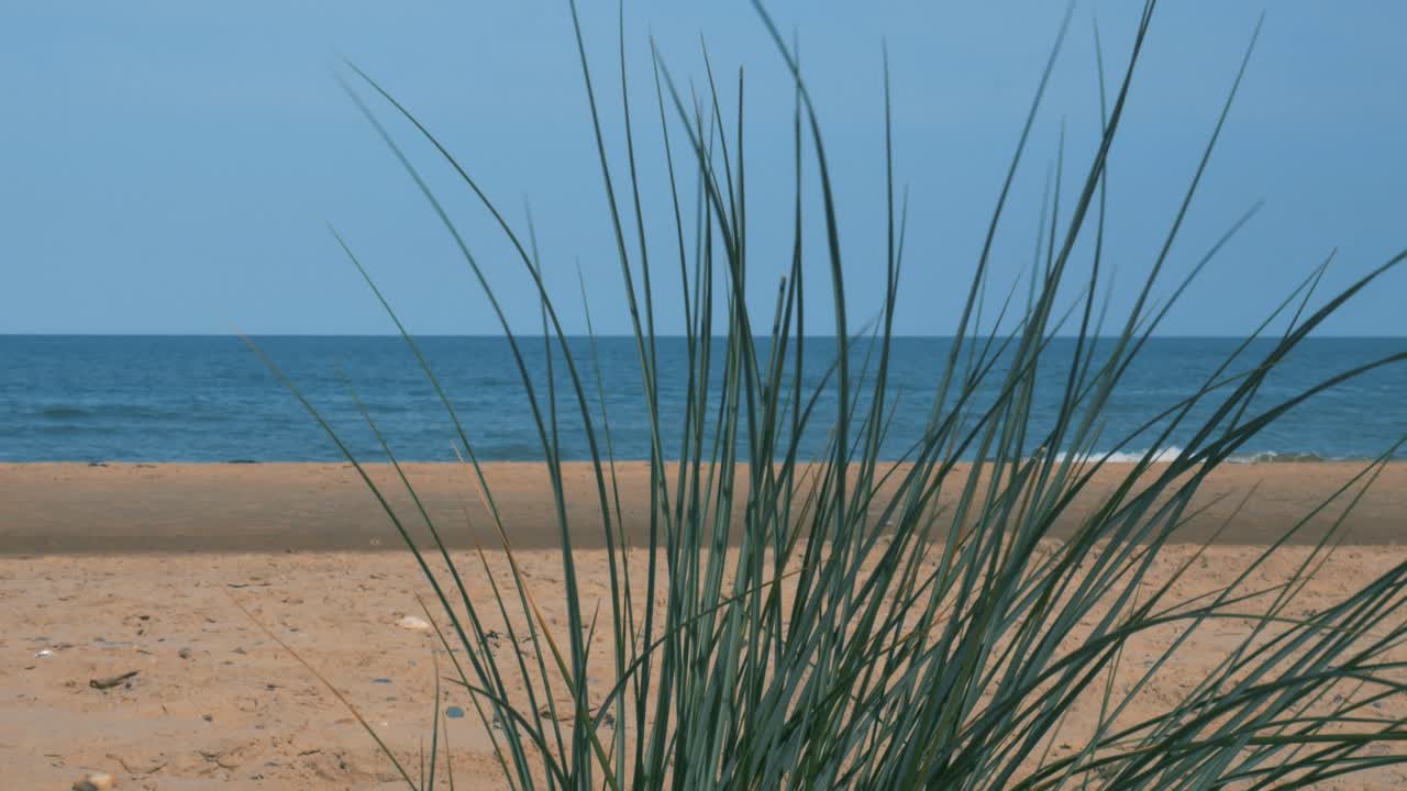 Freedom long grass at Pebble beach Bray Ireland