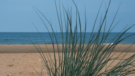freedom long grass at pebble beach bray ireland