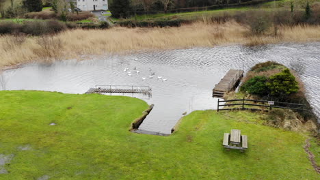 Aerial---Group-of-duck-swimming-in-a-lake,-nearby-grass-field