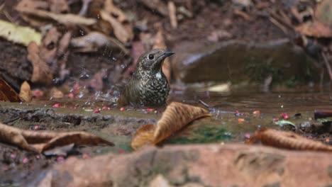 sacudiendo sus plumas y sumergiendo su cabeza en el agua, el tordo de roca de garganta blanca monticola gularis, tailandia