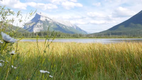 landscape beautiful natural view of vermilion lakes with beautiful grass and flower in foreground and rockies mountain in background in banff national park,alberta,canada in summer sunshine daytime