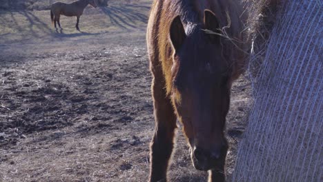 horse eating from a hay bale with motion