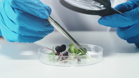 examining microgreens in the lab