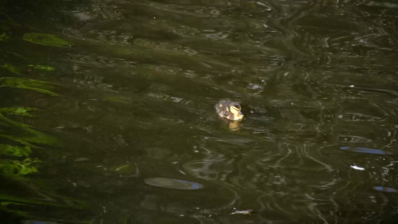 маленькая утёнка плавает на воде озера гарда