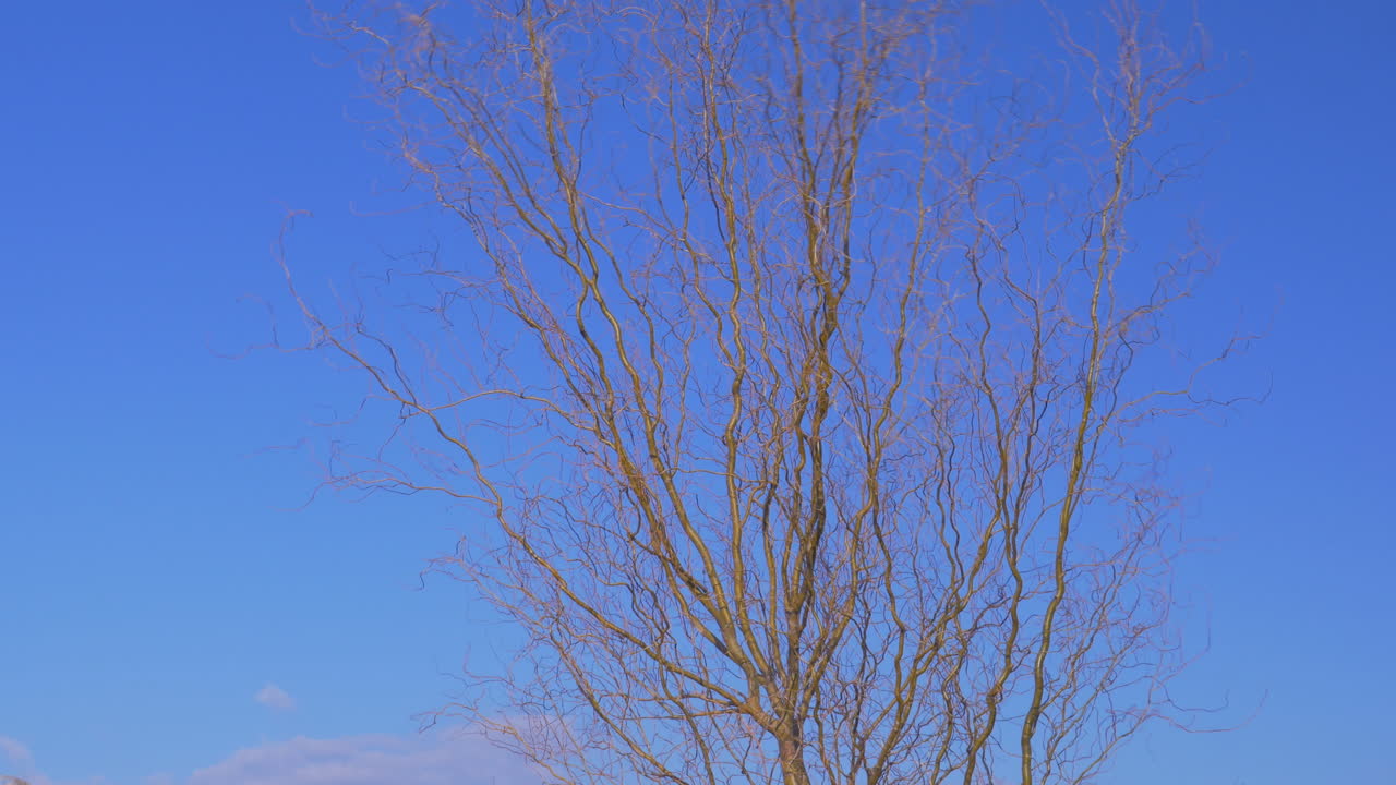 바람에 흔들리는 벌거벗은 나무