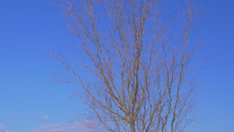 árbol-Desnudo-Ondeando-En-El-Viento