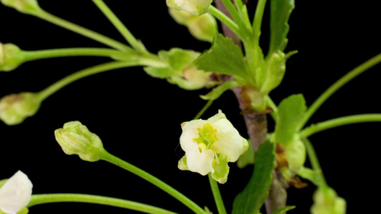 4k 타임 스, 알파 채널 알파, 검은색 배경