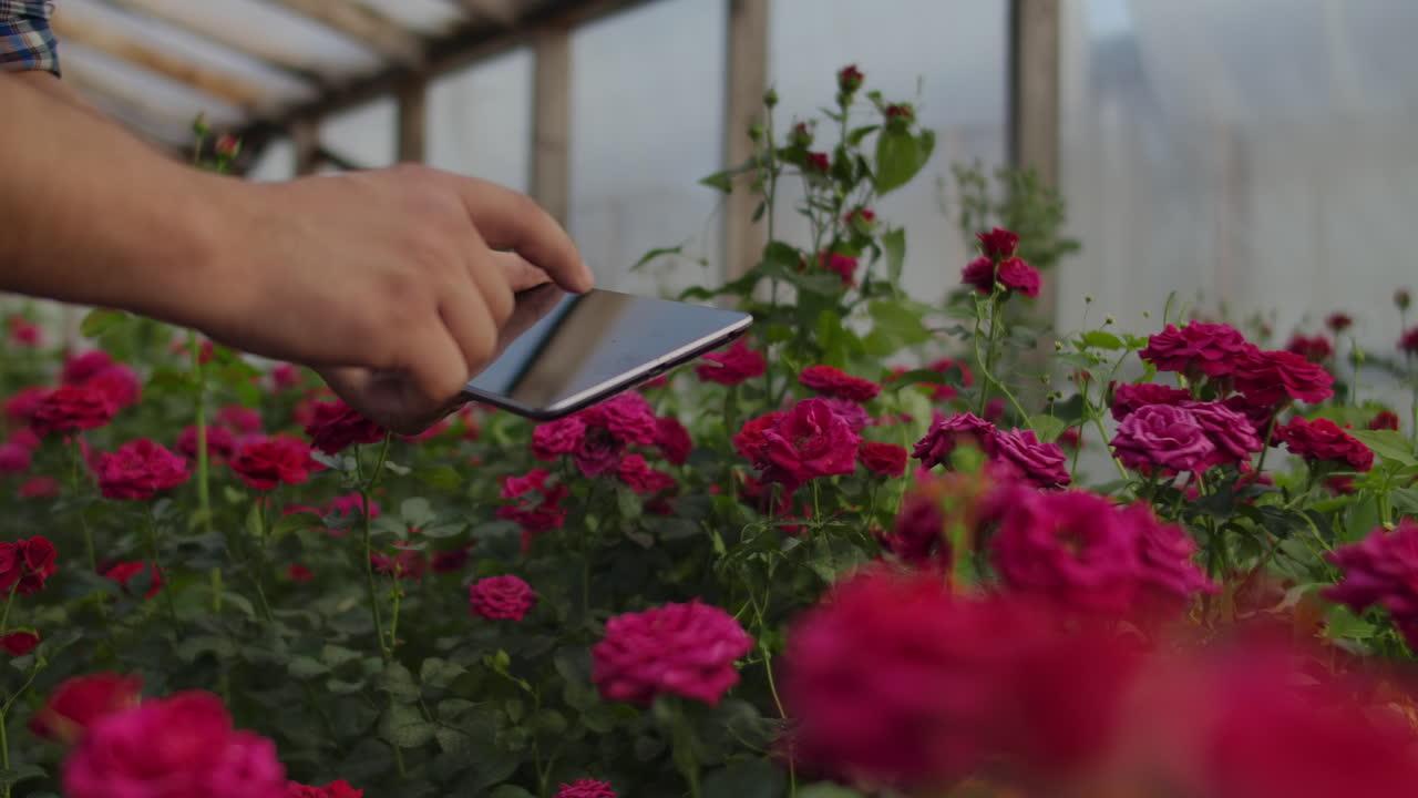 los agricultores modernos de rosas caminan a través del invernadero con una plantación de flores tocan los brotes y tocan la pantalla de la tableta.